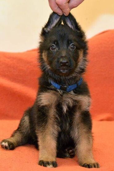 İtlər: Alman çoban iti, 2 ay, Erkek, Sənədli, Pulsuz çatdırılma — 29