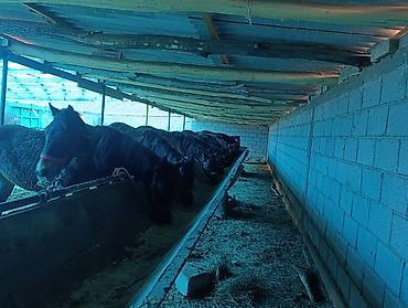 Лошади, кони: Продаю | Жеребец | Для разведения | Племенные — 10