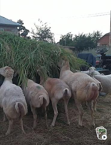 14 qoyun bir qoç səkkiz bala.ümumi olaraq 23 dənə.boğaz olanlarda var lalafo.az -da 14 qoyun bir qoç səkkiz bala.ümumi olaraq 23 dənə.boğaz olanlarda var