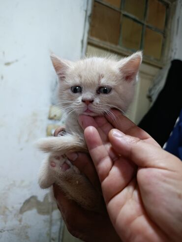 Pişiklər: Şotland, Dişi, Yaxşı əllərə, Ünvandan götürmə, Pulsuz çatdırılma, Ödənişli çatdırılma — 16