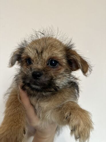 İtlər: Miniatür balaca it balaları - Cins: kiçik ölçülü dekorativ — 9