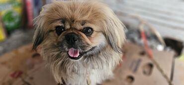 zvanok itler: Pekines, 2 il, Erkek, Peyvəndli, Ünvandan götürmə