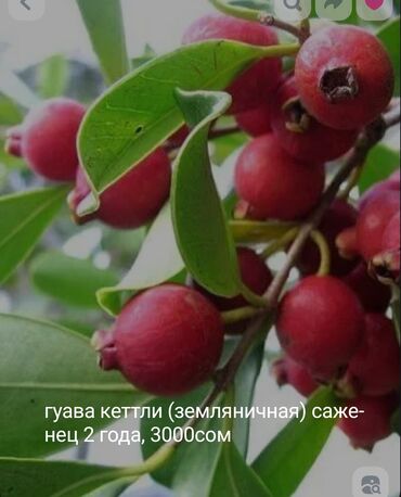 набор ключей в чемодане цена: Саженцы экзотических растений украсят дом, богаты витаминами