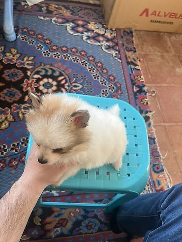 İtlər: Şpitz — 8