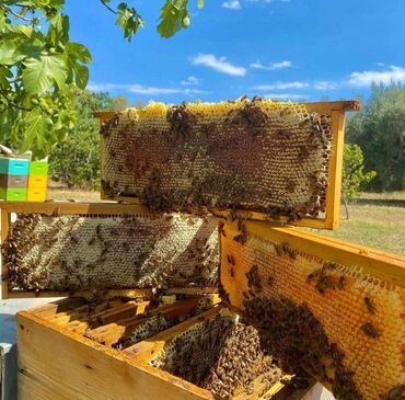 1 list paxlava qiymeti: 🍯 Zaqatala Cökə dağ balı – 100% təbii, qatqısız! Arı pətəyindən