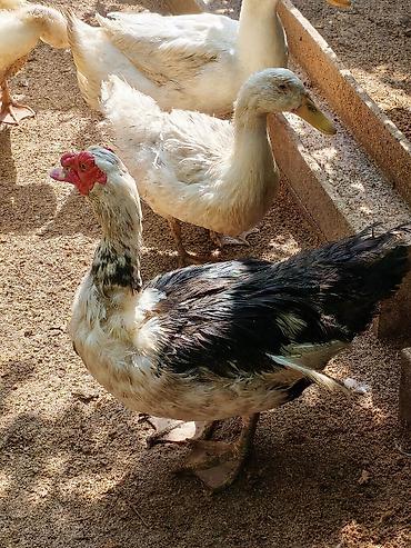 heleb kecileri satilir: PEKİN ÖRDƏYİ XORUZ FƏRƏAĞ LAL ÖRDƏK XORUZ FƏRƏKAYUQA ÖEDƏKLƏRİ — 5