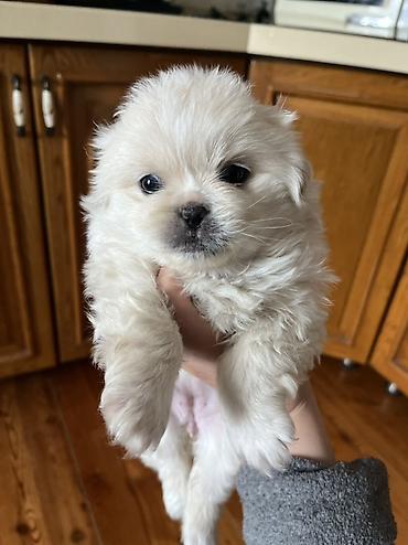 İtlər: Pekines, 1 ay, Dişi — 1