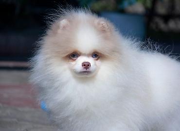 Продажа собак: Шпиц, 5 месяцев, Самец — 16