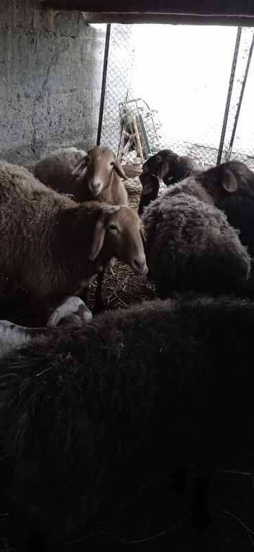 животные бараны: Продаю | Овца (самка) | Эдильбаевская | Для разведения | Ягнившаяся