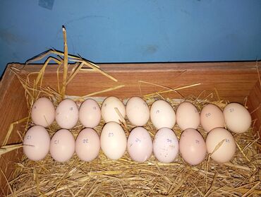 hinduşka yumurtası satışı: Xoruz, il: 1, Ödənişli çatdırılma