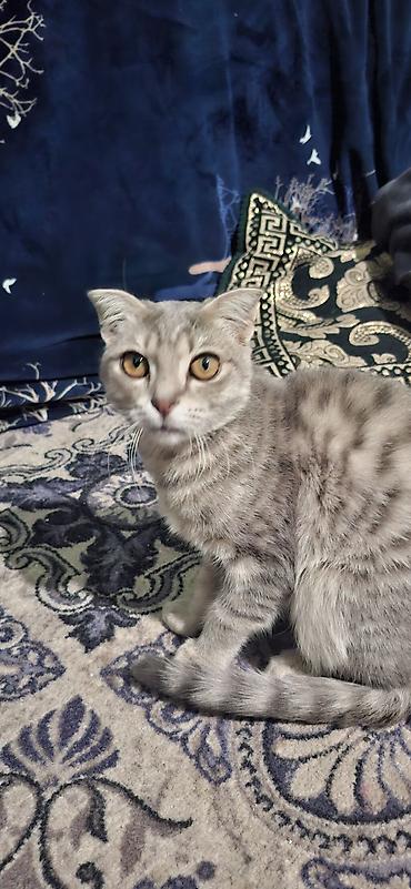 Шотландская вислоухая кошка (Scottish Fold) - Окрас: серебристо-серый