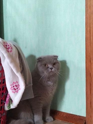ev heyvan adlari: 🐾 Heyvanların müvəqqəti baxımı 🐾 Salam! Mənim adım Angelina, 14 yaşım — 2