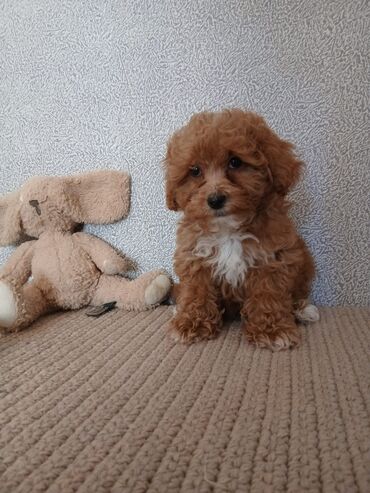 İtlər: Pudel, 2 ay — 10