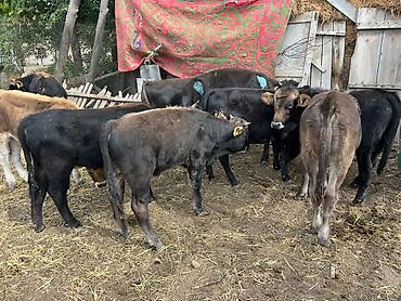 коровы дойные: Продаю | Бык (самец) | На откорм — 7
