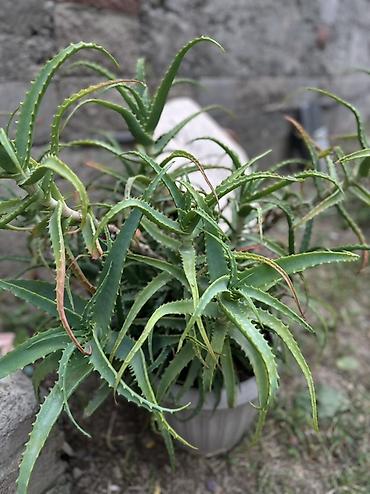 Бөлмө өсүмдүктөрү: Алоэ (Aloe) в горшке - Разветвлённый куст с мясистыми удлинёнными — 1