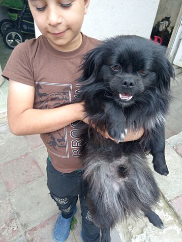 Собаки: Пекинес, 9 месяцев, Самец, С прививками, Самовывоз