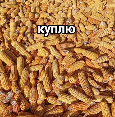 зааненские козы где можно купить и цена: Куплю кукурузу в качанах с доставкой по 8 сом 20 тонн