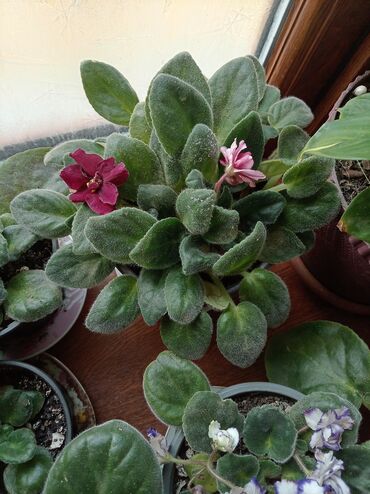 Otaq bitkiləri: Afrika bənövşələri (Saintpaulia) – müxtəlif rəngli və formalı sortlar — 14