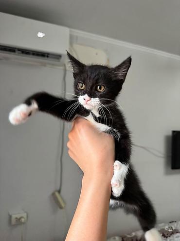 Мышыктар: Котята домашние, окрас: - Черно-белый (сланцево-черная шерсть с белыми — 1