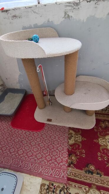 Yuvalar: Bir pisiye aid olan butun esyalar satilir yemek qabi qum qabi boyuk — 11