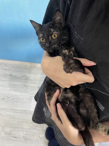 котята сибирской кошки: 4 месяца, Девочка