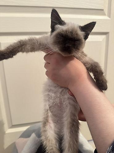 Отдам даром кошку: Кошка даром: Сиамская, 2 месяца, Мальчик — 5