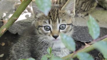 бомбейская кошка: Кошка даром: Беспородная, 2 месяца, Мальчик, Метис, Приучена к лотку, Проглистована
