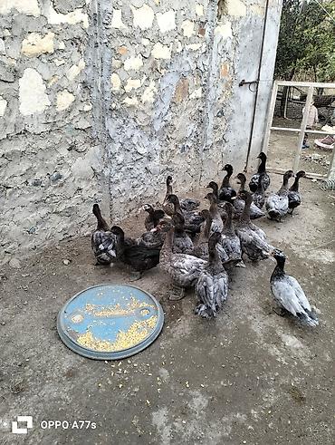 su qablari: Muscovy ördəkləri (indoutka) – boz/qara lələklı, sağlam və aktiv sürü — 1