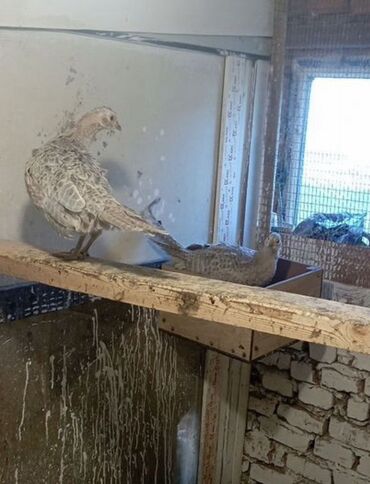 домашние куры купить: Продам семейку пепельных фазана