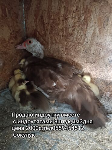 купить перепелиные яйца инкубационные: Продается мускусная утка с утятами