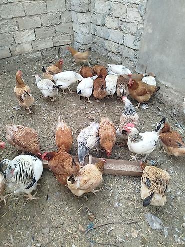 gence toyuqlar: Toyuq, Yumurtalıq — 3