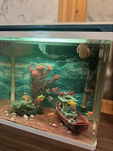 Akvariumlar: Dördbucaq akvarium, Balıqlarla birlikdə, 40 l, Ünvandan götürmə, Pulsuz çatdırılma — 1
