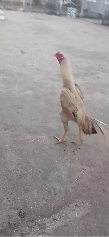 goyercin satisi 2019: Super heyvandi tergitdiyme gore satiram xoruz baz adam bilir bu nedi — 3
