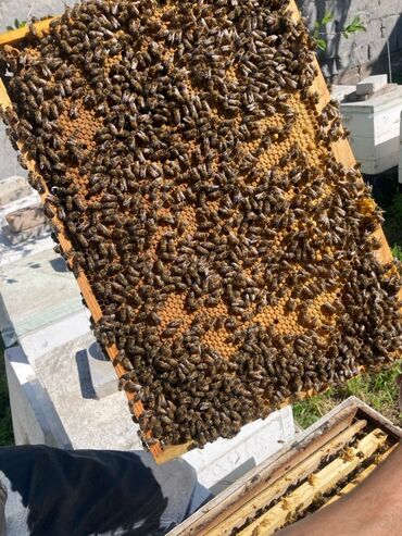 Другие животные: Продаю пчёло пакеты на 5ти рамках дадан