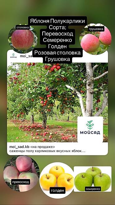 Другие декоративные деревья: Продаются плодовые все виды деревьев яблоня,персик,груша,слива итд а — 6