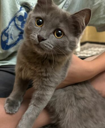 купить вислоухого котенка в бишкеке: Кошка даром: Скотиш Фолд (Шотландская вислоухая), 3 месяца, Девочка, Приучена к лотку, Проглистована, С прививками