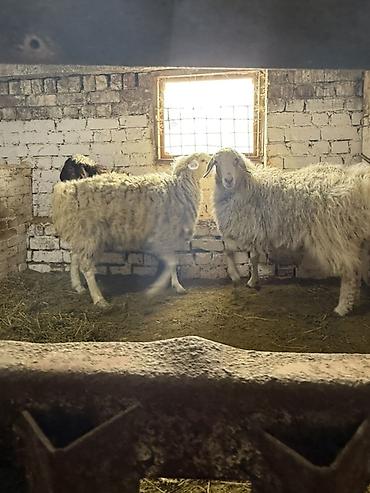Баран, овца: Продаю | Овца (самка) | На забой, Для разведения | Матка — 9