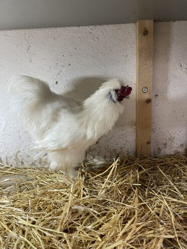 Toyuqlar: Toyuq, Damazlıq, Ünvandan götürmə — 3