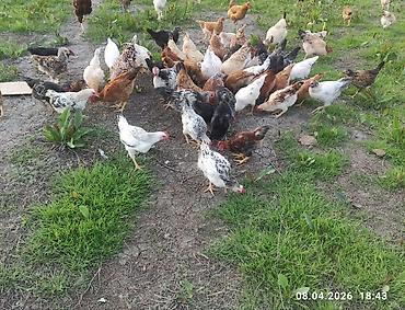 Toyuqlar: Toyuq, Ətlik -da lalafo.az — 7 Toyuqlar: Toyuq, Ətlik — 7