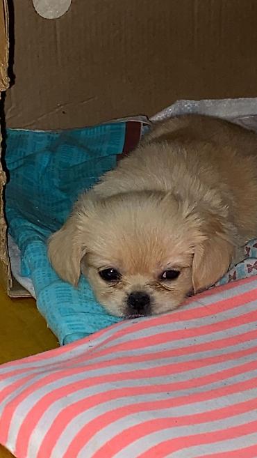 pekines qiymetleri: Pekinəs balaları – 3 aylıq Rənglər: bej və qızılı Valideynlər: təmiz — 1