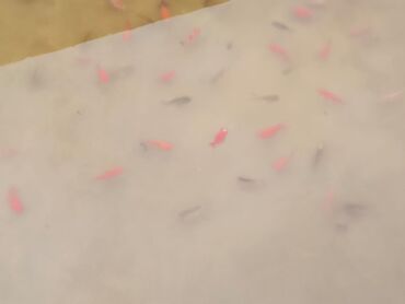 Balıqlar: Oranda2 quyruq qiyməti 2 manat. 4 quyruq qiyməti 3 manat Ünvan — 14