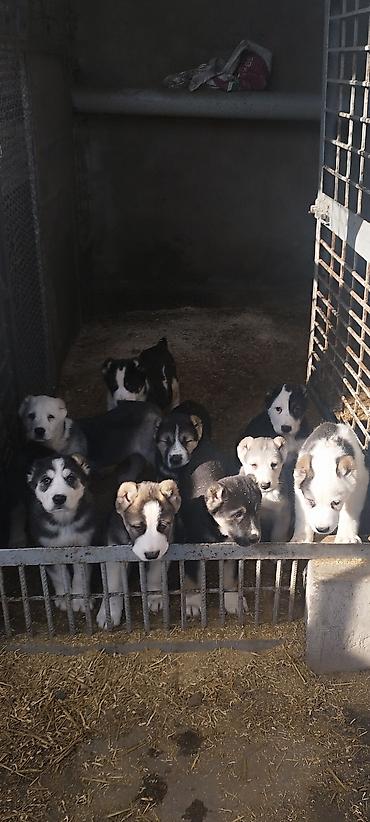 Продажа собак: Шикарные Щенки САО . Среднеазиатской Овчарки ХОРОШИХ БОЙЦОВСКИХ — 1