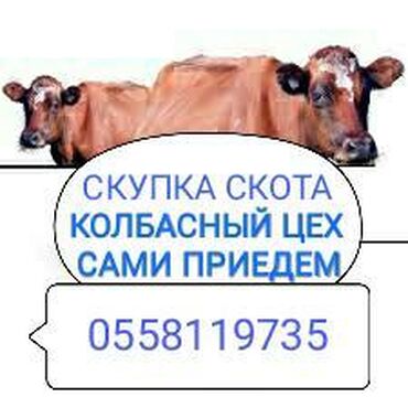 138 объявлений | ЖИВОТНЫЕ: Куплю | Коровы, быки | На забой, на мясо