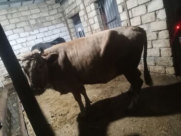 Inəklər, öküzlər: Dişi, il: 2, 540 kq, Ətlik, Ödənişli çatdırılma — 1