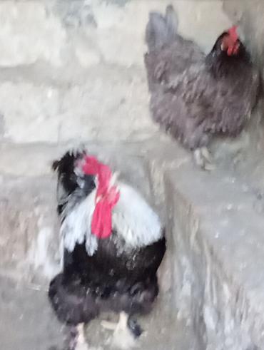 quş: Xoruz. Fərə. satlır. təktək. satlmır. qiymət. 60 man — 6