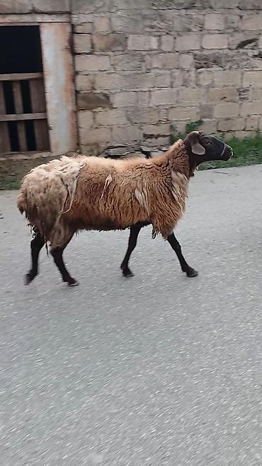 qoyun satişi: Salam. 16 ana bala 3 subay. kom sekilde satilir. etrafli z vuru — 3
