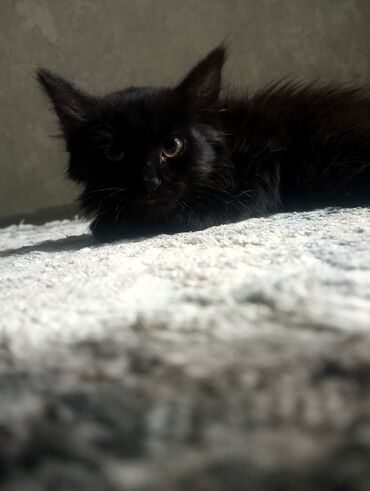 отдам котенка в добрые руки: Кошка даром: Сибирская, 2 месяца, Девочка