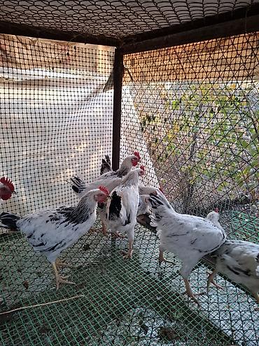 selka sekis: Продаю | Петух — 2