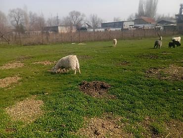 Козы, козлы: Продаю | Коза (самка), Козлёнок | Полукровка, Зааненская | На забой, Для разведения, Для молока | Племенные, Котные — 18