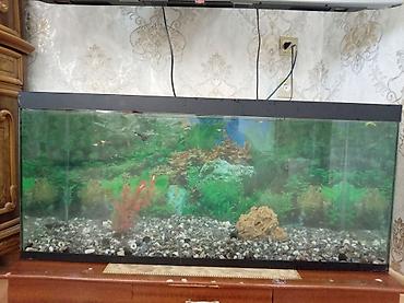 akvarium filteri: Böyük ölçülü şüşə akvarium Balıqla birgə satılır balıqlar 50 dən — 3